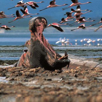 Lake Nakuru National Park