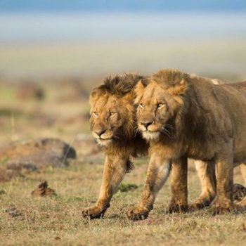 Masai Mara National Reserve​