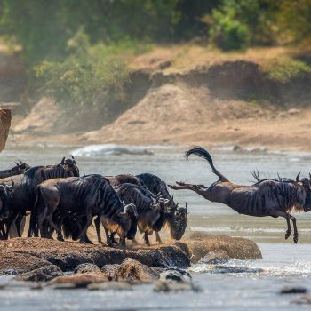 Serengeti National Park Migration